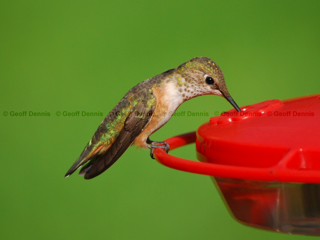 RUHU-16-AG_Rufous-type-Hummingbird