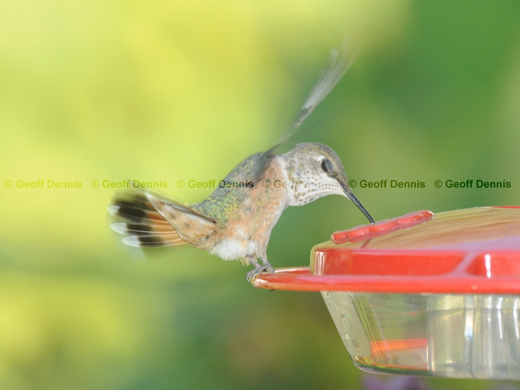RUHU-16-AN_Rufous-type-Hummingbird