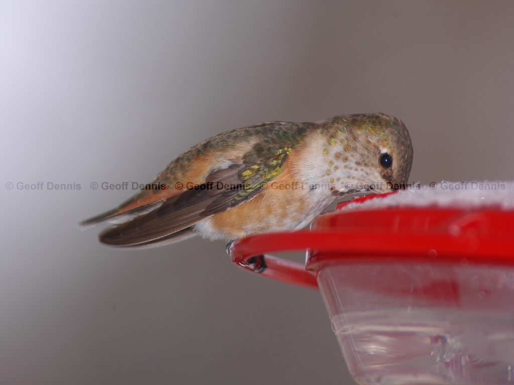 RUHU-10-AA_Rufous-type-Hummingbird