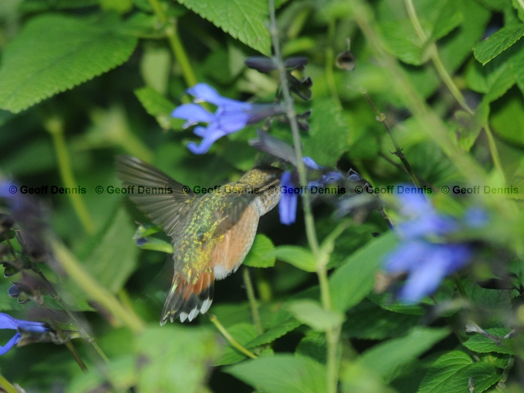 RUHU-13-AA_Rufous-type-Hummingbird