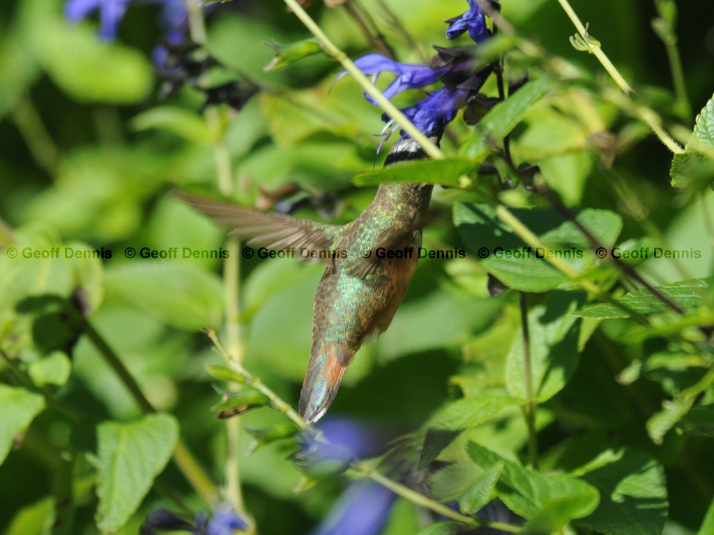 RUHU-13-AD_Rufous-type-Hummingbird