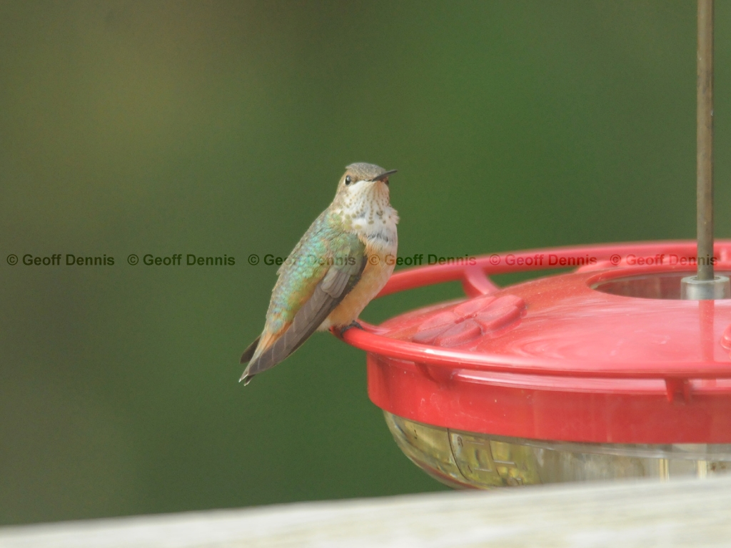 RUHU-13-AF_Rufous-type-Hummingbird