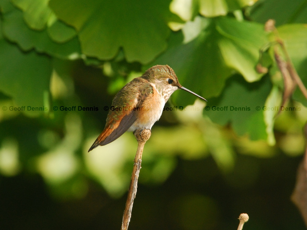 RUHU-12-AA_Rufous-Hummingbird