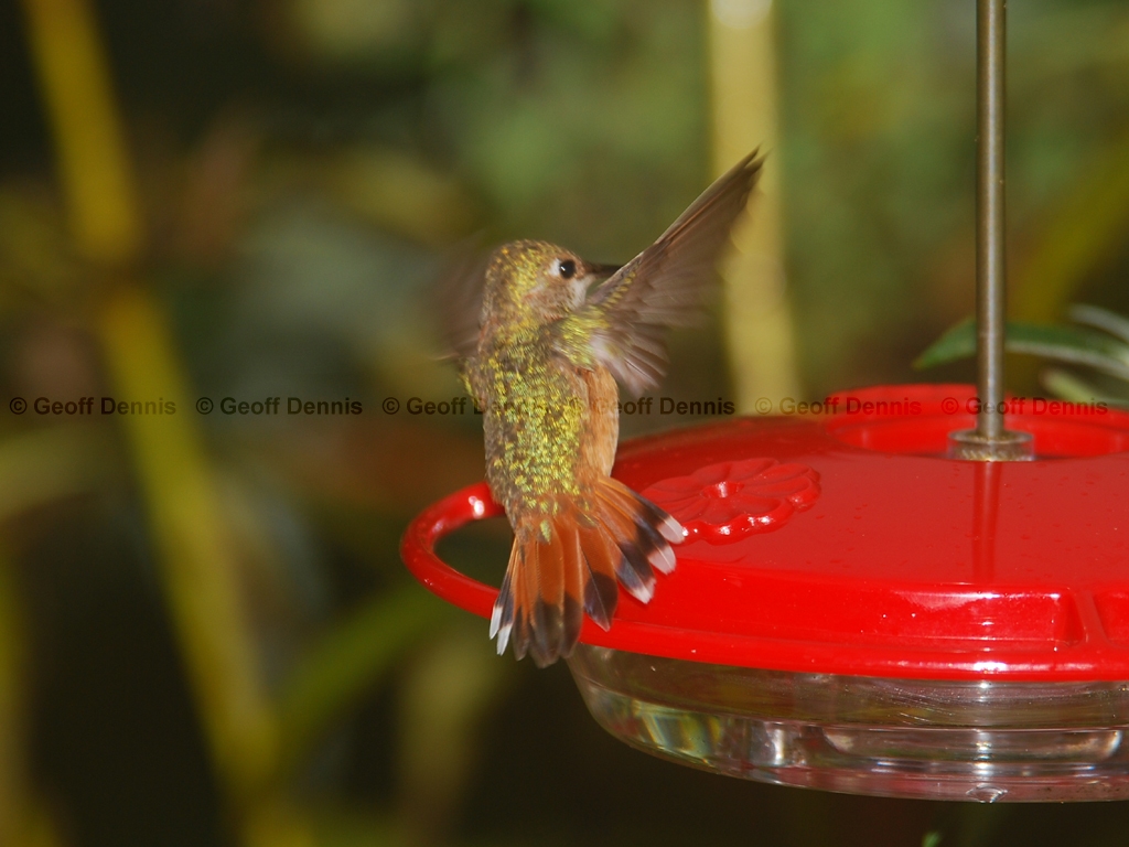 RUHU-12-AC_Rufous-Hummingbird