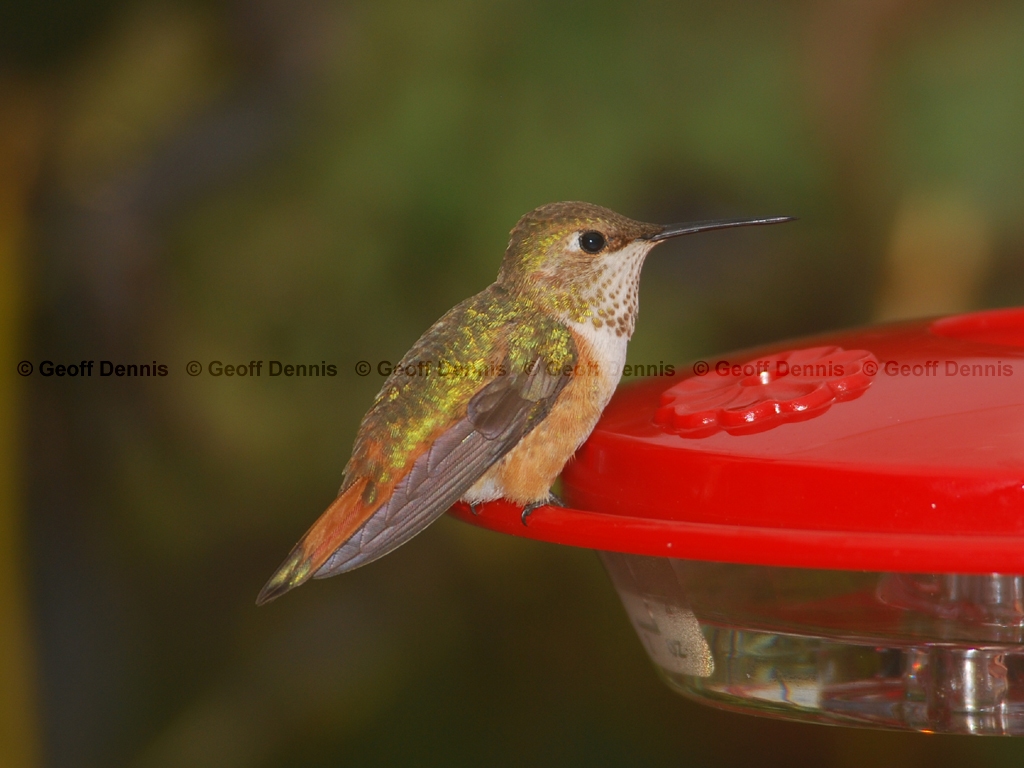 RUHU-12-AD_Rufous-Hummingbird