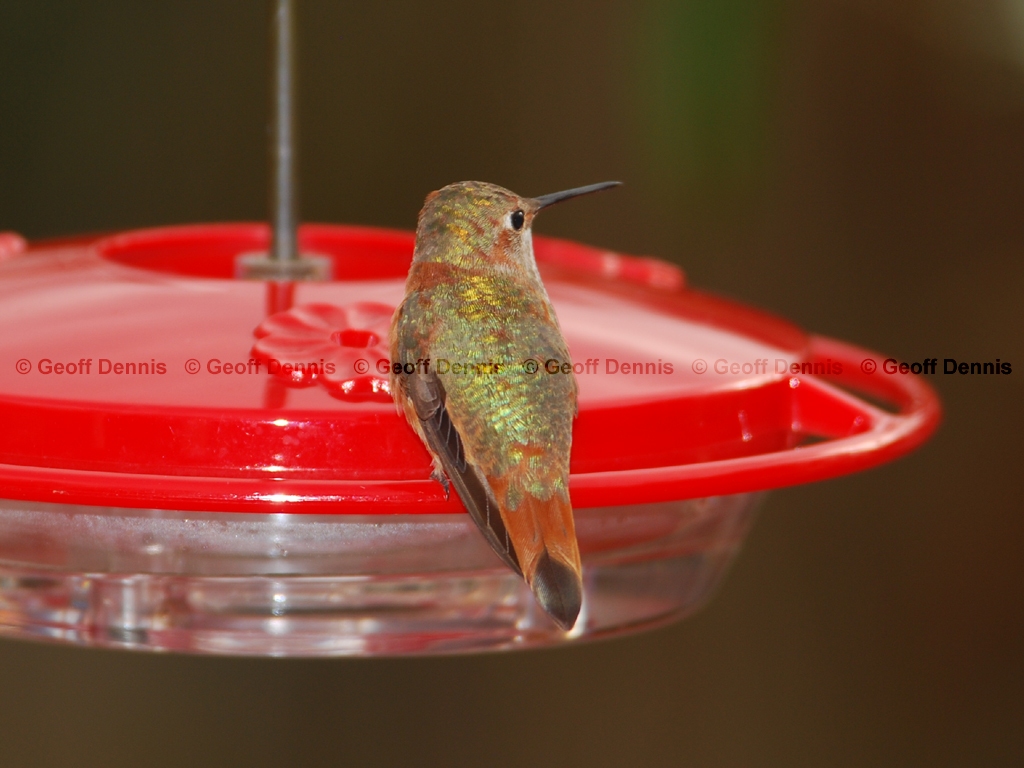 RUHU-12-AF_Rufous-Hummingbird