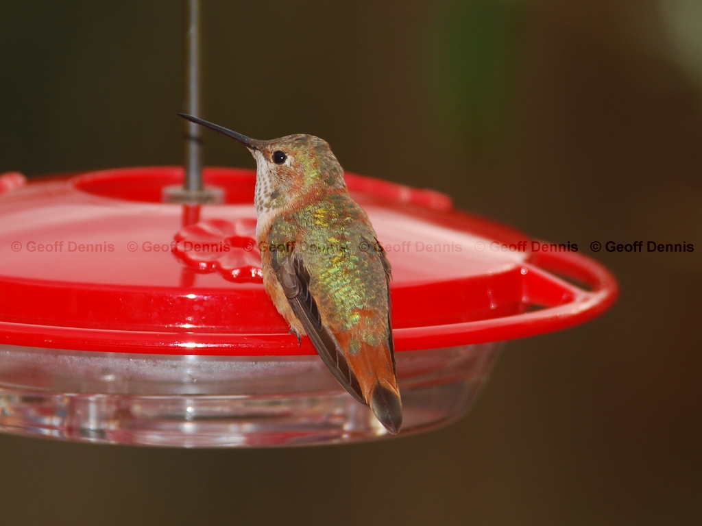 RUHU-12-AG_Rufous-Hummingbird