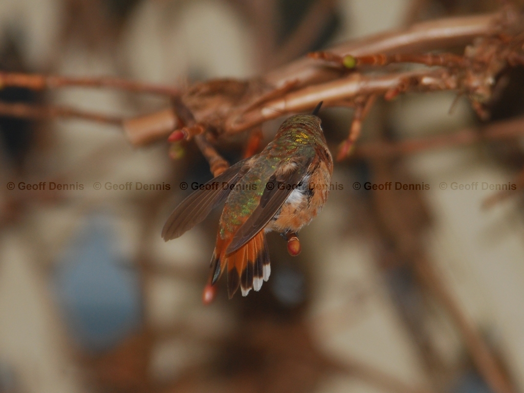 RUHU-12-AK_Rufous-Hummingbird