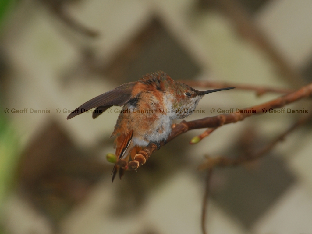RUHU-12-AL_Rufous-Hummingbird