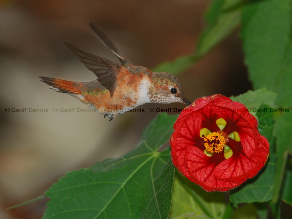 RUHU-12-AN_Rufous-Hummingbird