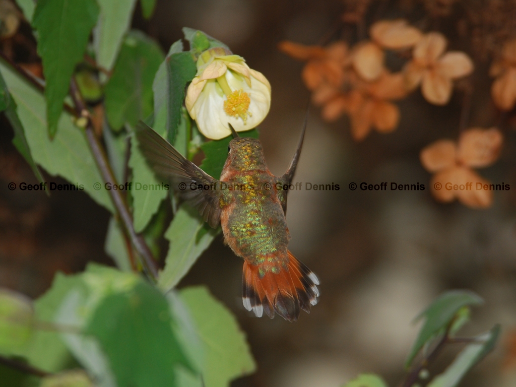 RUHU-12-AO_Rufous-Hummingbird