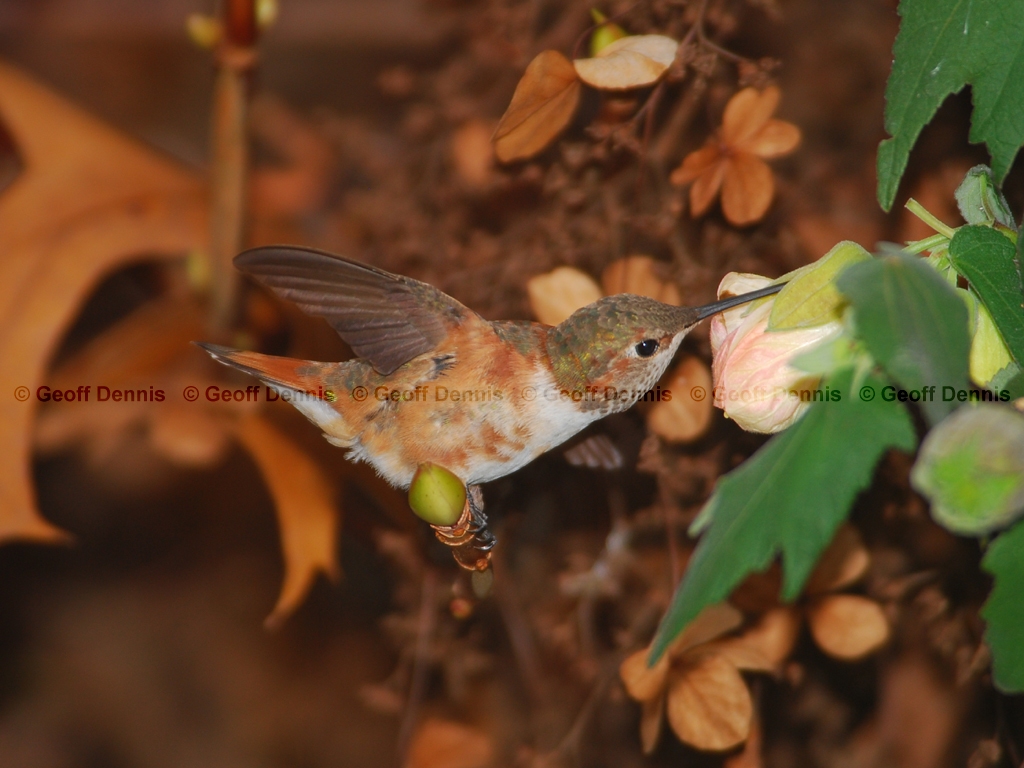 RUHU-12-AQ_Rufous-Hummingbird
