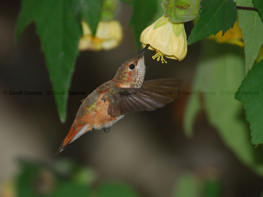RUHU-12-AS_Rufous-Hummingbird