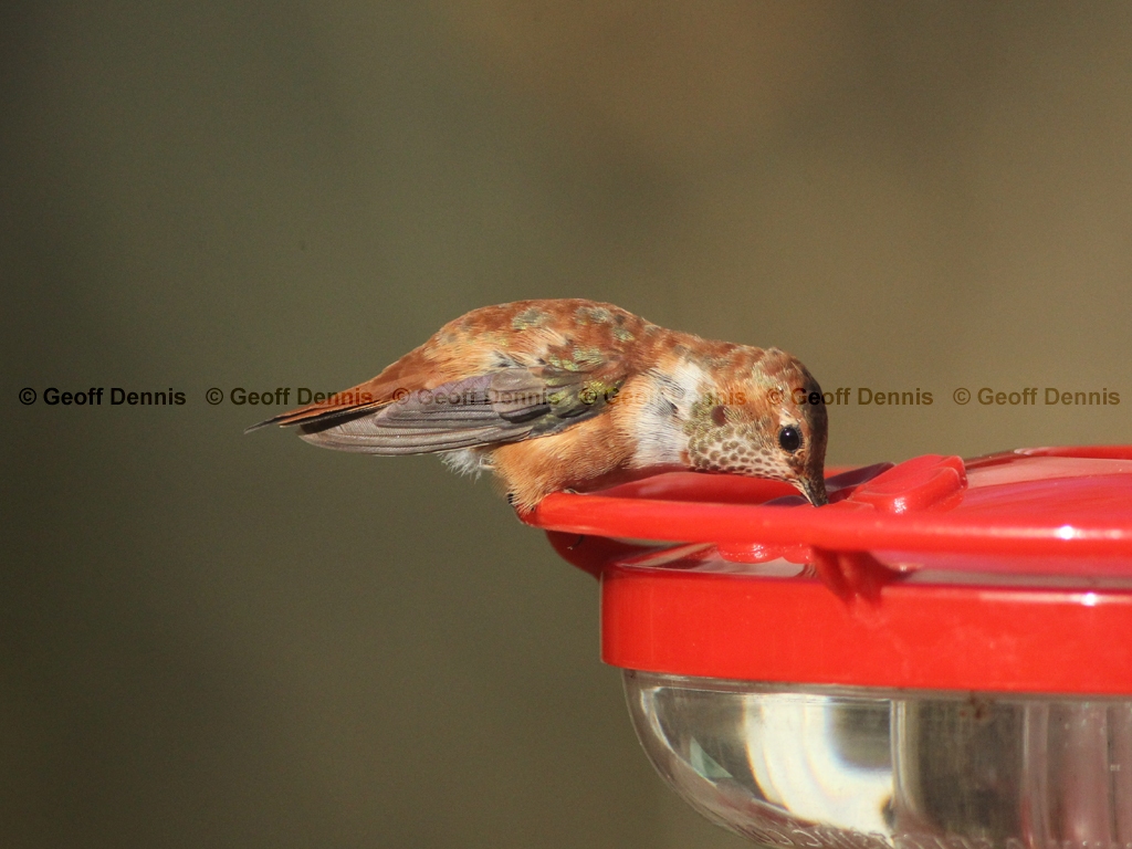 RUHU-24-AB_Rufous-Hummingbird