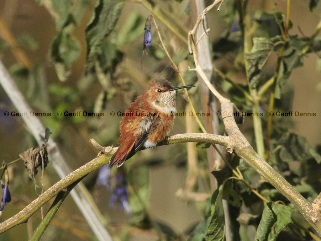 RUHU-24-AE_Rufous-Hummingbird