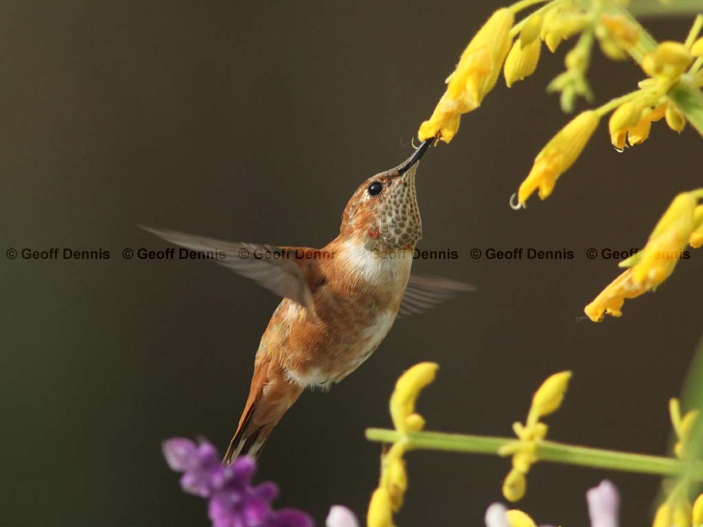 RUHU-24-AJ_Rufous-Hummingbird