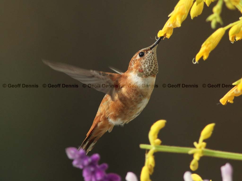 RUHU-24-AL_Rufous-Hummingbird