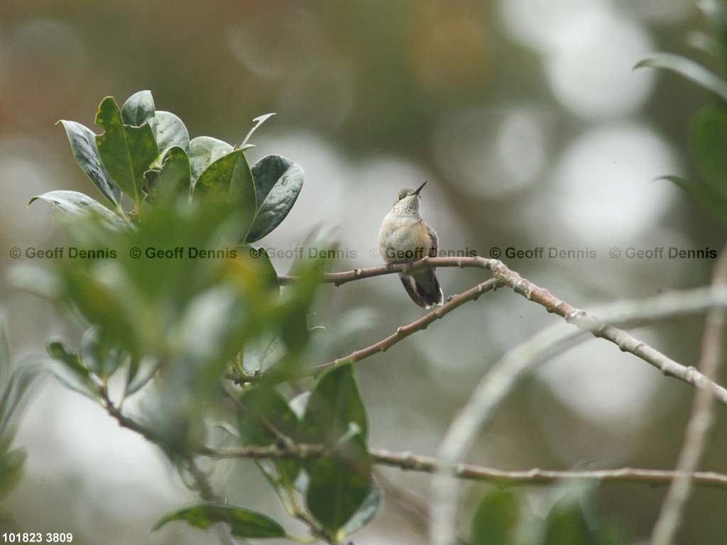 RUHU-27-AA_Rufous-type-Hummingbird