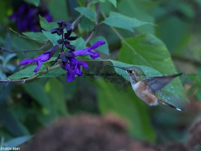 RUHU-27-AX_Rufous-Hummingbird
