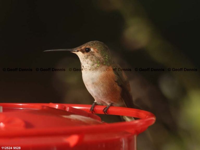 RUHU-27-AY_Rufous-Hummingbird