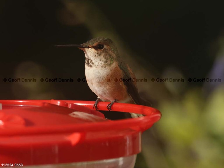 RUHU-27-AZ_Rufous-Hummingbird
