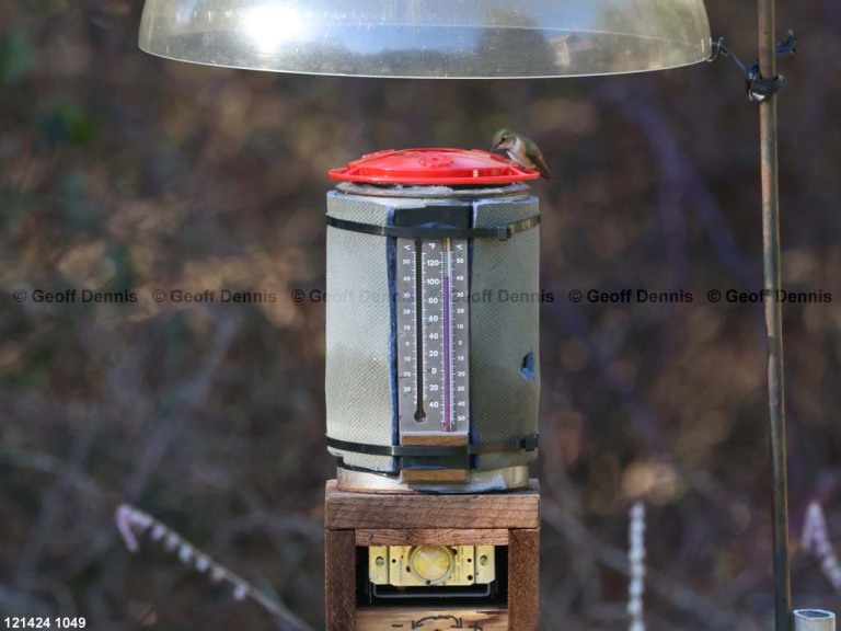 RUHU-27-BA_Rufous-Hummingbird