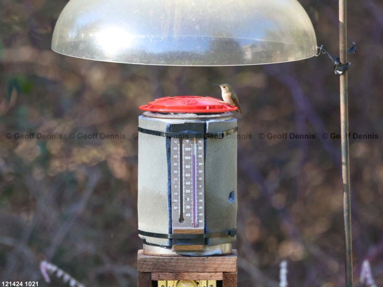 RUHU-27-BB_Rufous-Hummingbird