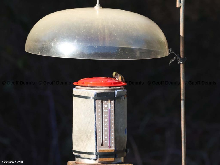 RUHU-27-BBa_Rufous-Humminingbird