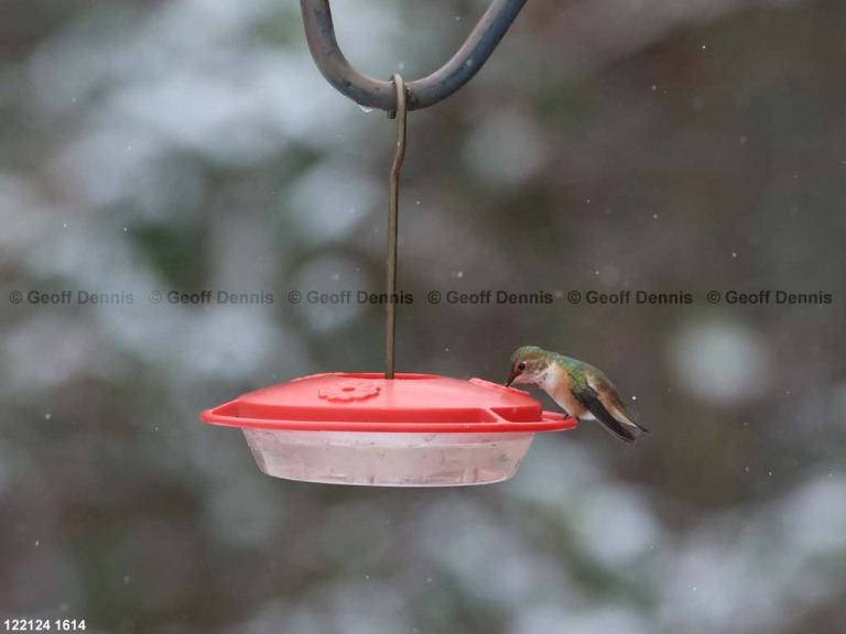 RUHU-27-BD_Rufous-Hummingbird