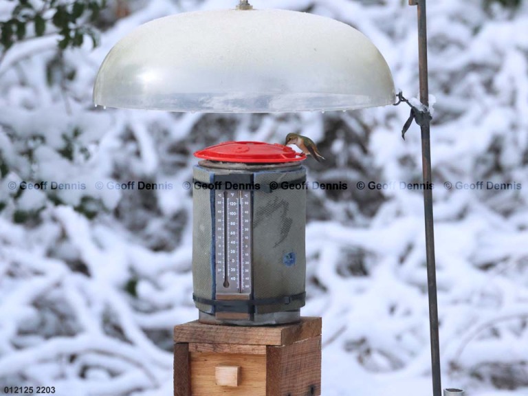 RUHU-27-BE_Rufous-Hummingbird