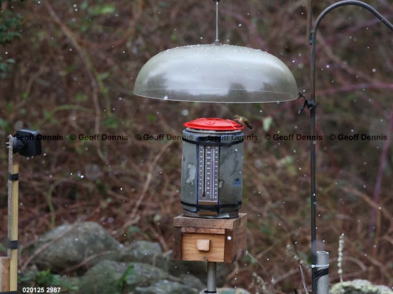 RUHU-27-BH_Rufous-Hummingbird