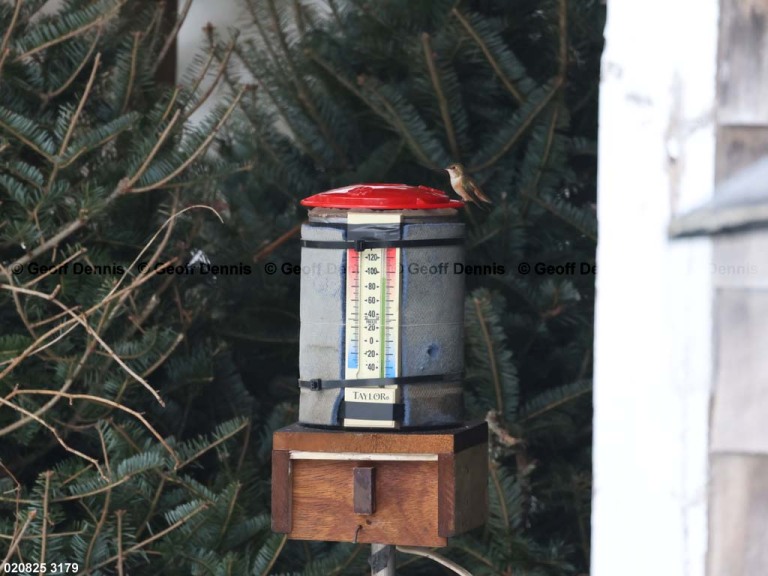 RUHU-27-BJ_Rufous-Hummingbird