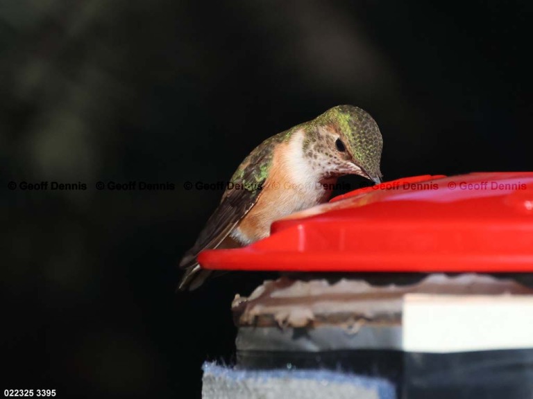 RUHU-27-BK_Rufous-Hummingbird