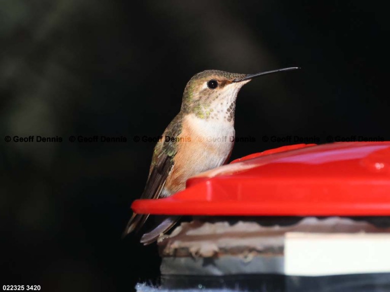 RUHU-27-BL_Rufous-Hummingbird