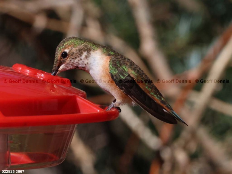 RUHU-27-BM_Rufous-Hummingbird