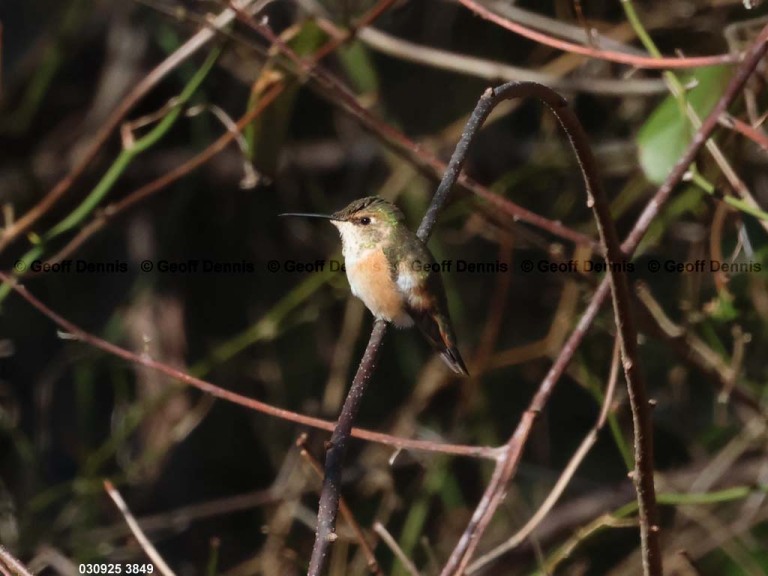 RUHU-27-BO_Rufous-Hummingbird
