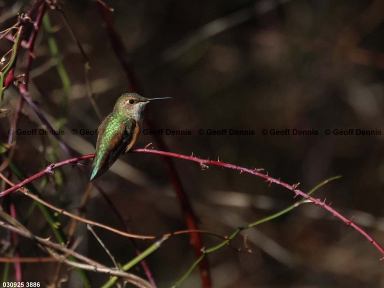 RUHU-27-BP_Rufous-Hummingbird