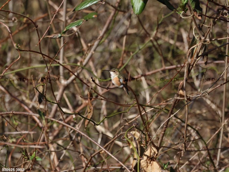 RUHU-27-BQ_Rufous-Hummingbird
