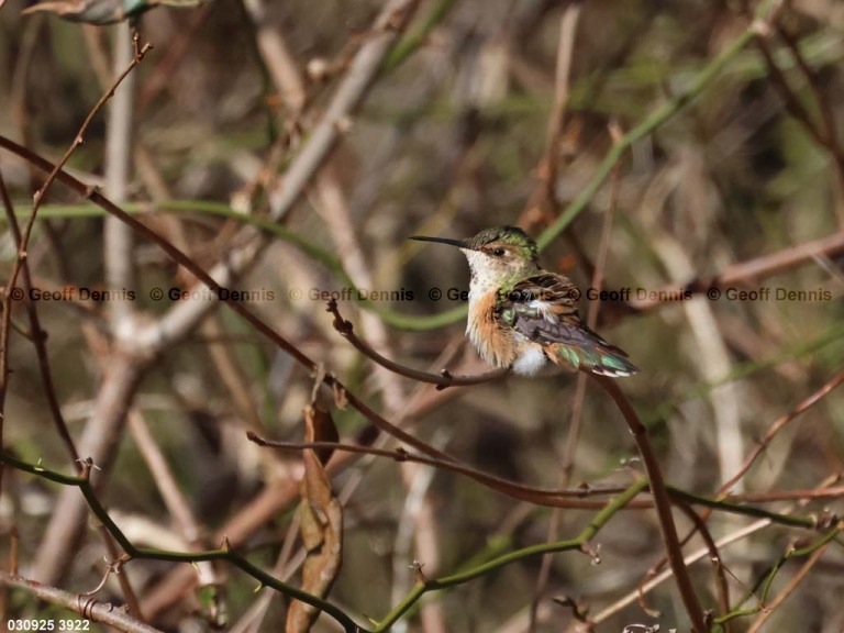 RUHU-27-BR_Rufous-Hummingbird