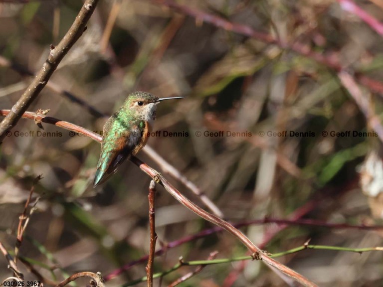 RUHU-27-BS_Rufous-Hummingbird