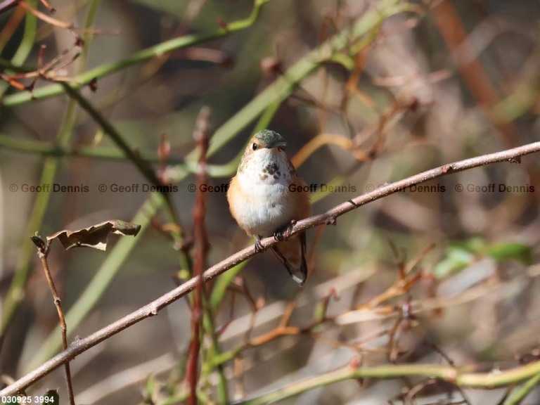 RUHU-27-BT_Rufous-Hummingbird