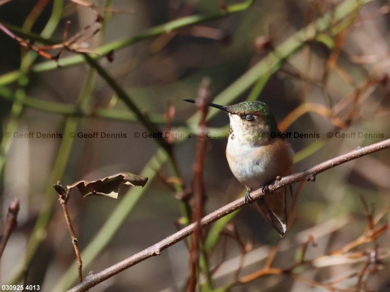 RUHU-27-BU_Rufous-Hummingbird