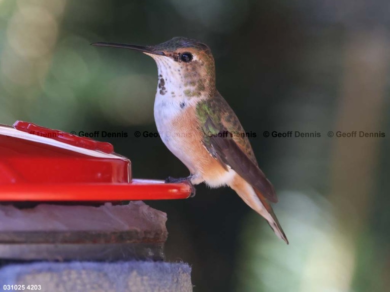 RUHU-27-BV_Rufous-Hummingbird