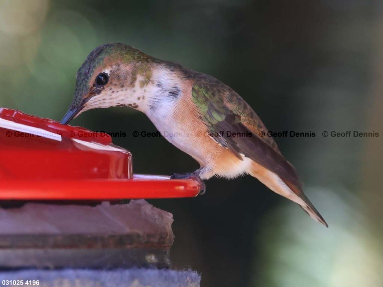 RUHU-27-BW_Rufous-Hummingbird