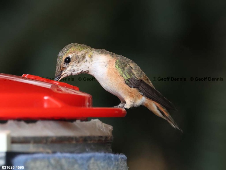 RUHU-27-BX_Rufous-Hummingbird