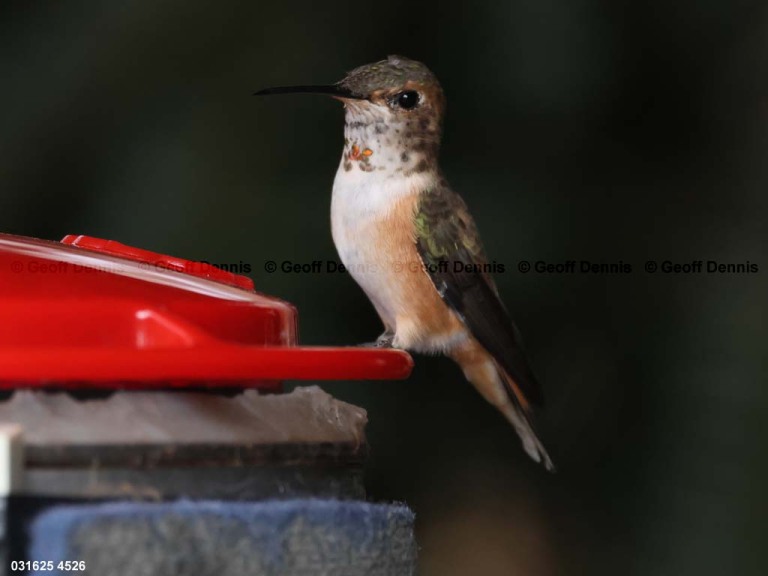 RUHU-27-BY_Rufous-Hummingbird