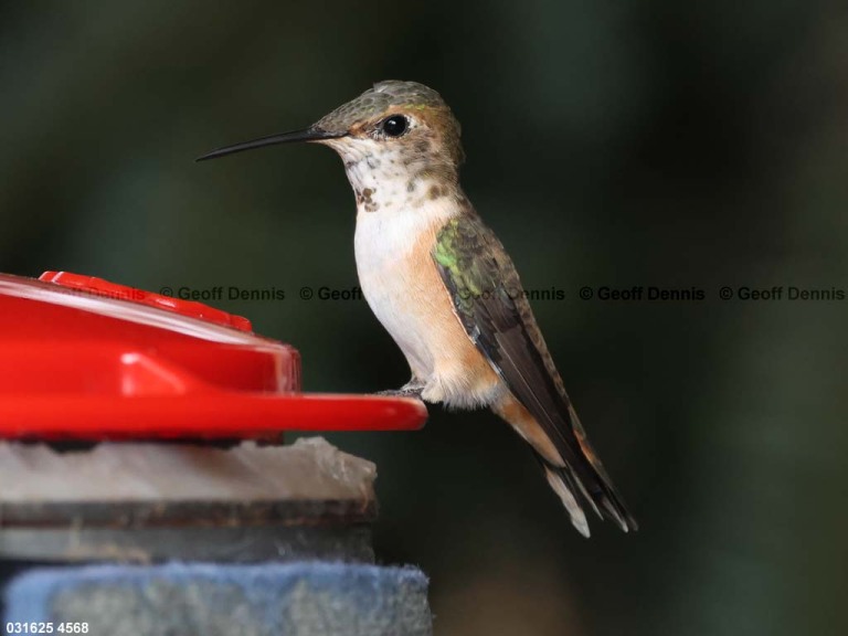 RUHU-27-BZ_Rufous-Hummingbird