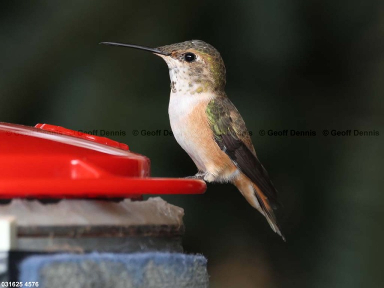 RUHU-27-CA_Rufous-Hummingbird