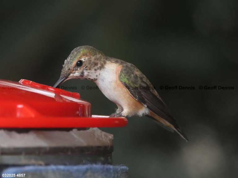 RUHU-27-CB_Rufous-Hummingbird