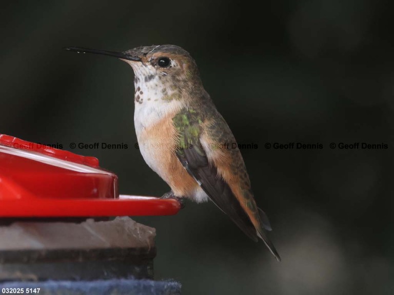 RUHU-27-CC_Rufous-Hummingbird
